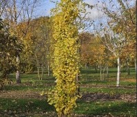 Ginkgo biloba 'Obelisk' - Japanse Notenboom 'Obelisk' - 1