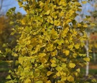 Ginkgo biloba 'Obelisk' - Japanse Notenboom 'Obelisk' - 2