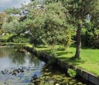 Pinus sylvestris - Grove den - 1