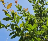 Quercus rhysophylla 'Maya' - Mexicaanse Eik - 4