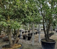 Quercus pubescens - Donzige eik - 7