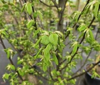 Carpinus betulus 'Lucas' - Zuilvormige haagbeuk - voorjaarsblad