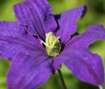 Clematis 'Rhapsody'