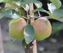 Malus 'Jonagold'