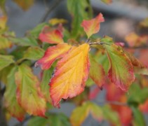Parrotia persica 'Bella'