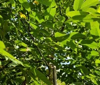 Juglans regia 'Bella Maria' - Walnoot 'Bella Maria' - 5