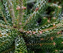 Abies koreana 'Silberlocke'