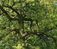 Quercus robur - Zomereik - 4