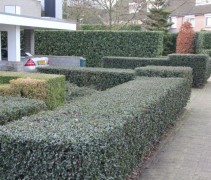 Ilex meserveae Blue Prince
