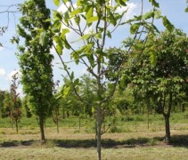 Magnolia Tripetala jonge struik