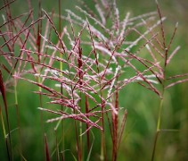Miscanthus sinensis 'Red Cloud' pluimen van het siergras