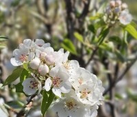 Pyrus com. 'Gieser Wildeman"  - Pyrus com. 'Gieser Wildeman"  - 1