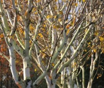 Betula utilis ‘Doorenbos’ 