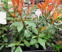 Photinia fraseri 'Red Robin'