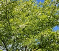 Malus toringo 'Brouwers Beauty' - Sierappel 'Brouwers Beauty' - 3