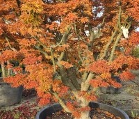 Acer palmatum 'Shishigashira' - Japanse Esdoorn 'Shishigashira' - 6