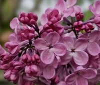 Syringa hyacinthiflora 'Mirabeau' - Sering 'Mirabeau' - 2