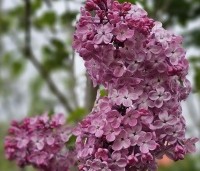 Syringa hyacinthiflora 'Mirabeau' - Sering 'Mirabeau' - 3