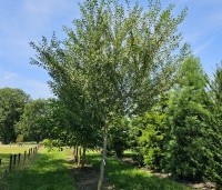 Prunus dom. 'Mirabelle de Nancy' - Prunus dom. 'Mirabelle de Nancy' - hoogstamboom op de kwekerij in Apeldoorn