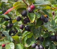 Cotoneaster lucidus - Glanzende dwergmispel - 4