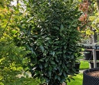 Prunus laurocerasus 'Elly' - Laurierkers 'Elly' - 1