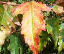 Acer tataricum subsp. ginnala herfstblad

