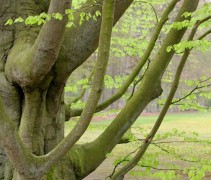 Fagus sylvatica