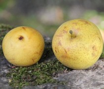 Pyrus pyrifolia 'Kosui'  Nashi peer