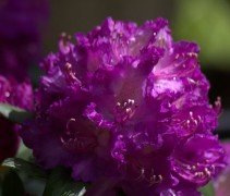 Rhododendron 'Alfred'