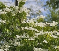 Cornus kousa 'Milky Way' - Japanse grootbloemige Kornoelje - 3