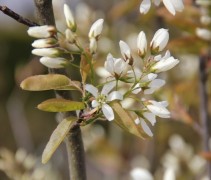 Amelanchier laevis Ballerina