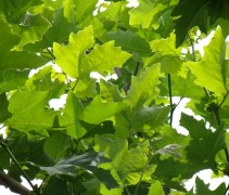 Platanus orientalis, blad