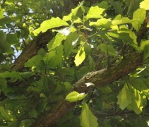 Quercus Bicolor