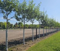 Malus dom. 'Notarisappel' - Malus dom. 'Notarisappel' - 7 jarige hoogstam bomen in juni op de kwekerij in Apeldoorn