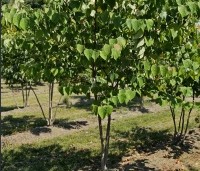 Cercis canadensis - Amerikaanse Judasboom - 4
