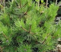 Pinus nigra 'Nana' - Oostenrijkse dwergden - 2