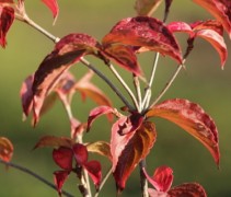 Cornus kousa Satomi