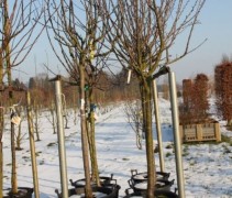 Malus domestica 'Ecolette' halfstam