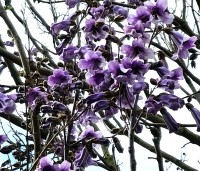 paulownia tomentosa - paulownia tomentosa - 3