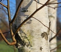 Betula pendula - Ruwe berk - 5