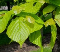 Tilia americana 'Nova' - Amerikaanse linde - 5