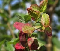 Amelanchier canandensis 'October Flame' - Zuilvormige krentenboompje met rood herfstblad - 7
