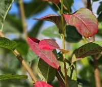 Amelanchier canandensis 'October Flame' - Zuilvormige krentenboompje met rood herfstblad - 6