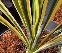 Yucca filamentosa 'Bright Edge' - Palmlelie 'Bright Edge' - 2