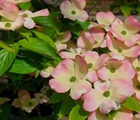 Cornus 'Stellar Pink' - Japanse grootbloemige kornoelje - 1