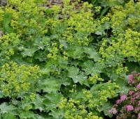 Alchemilla mollis - Vrouwenmantel - 1