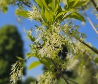 Chionanthus virginicus - Chionanthus virginicus - 5