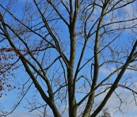 Pterocarya Stenoptera - Vleugelnoot - 6