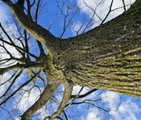 Pterocarya Stenoptera - Vleugelnoot - 5