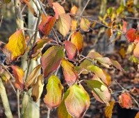 Cornus kousa 'China Girl' - Japanse grootbloemige kornoelje - herfst